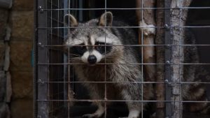 raccoon removal
